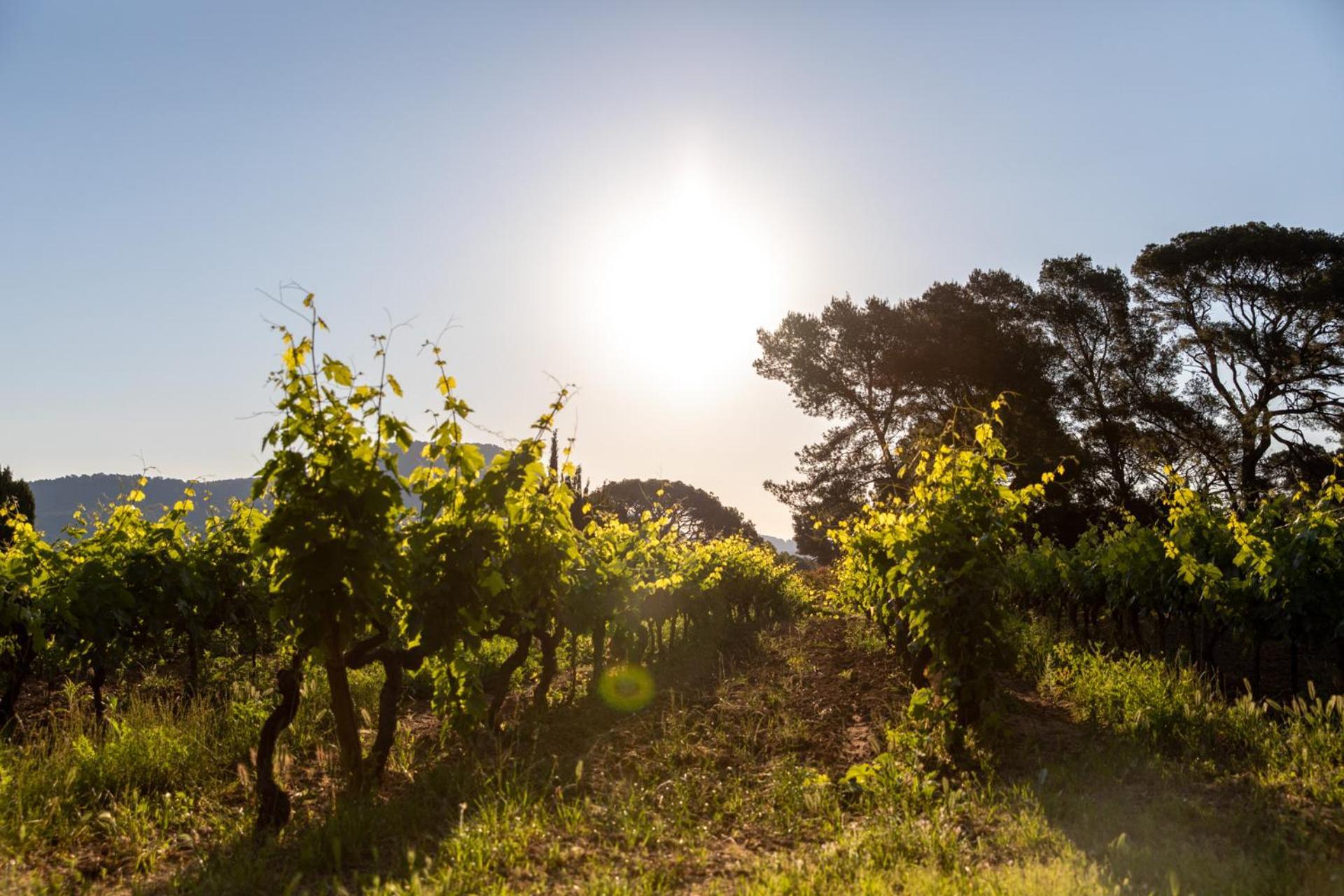 Domaine De La Navicelle Villa Le Pradet Bagian luar foto